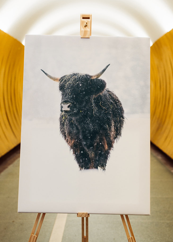 Highlander Kuh im Schnee