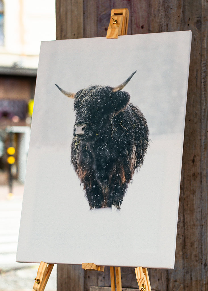 Highlander Kuh im Schnee