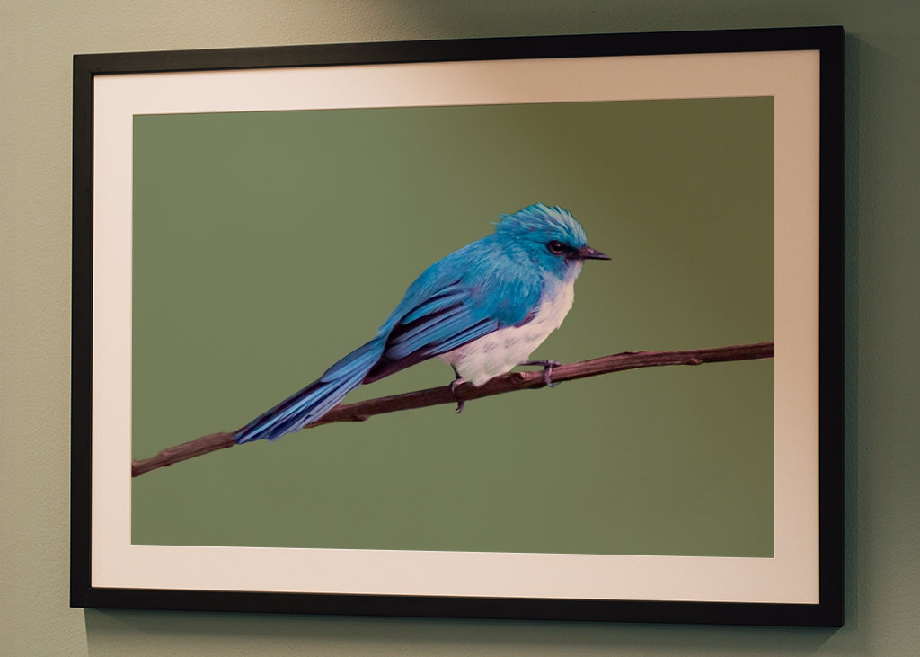 Tropikalny niebieski ptak 