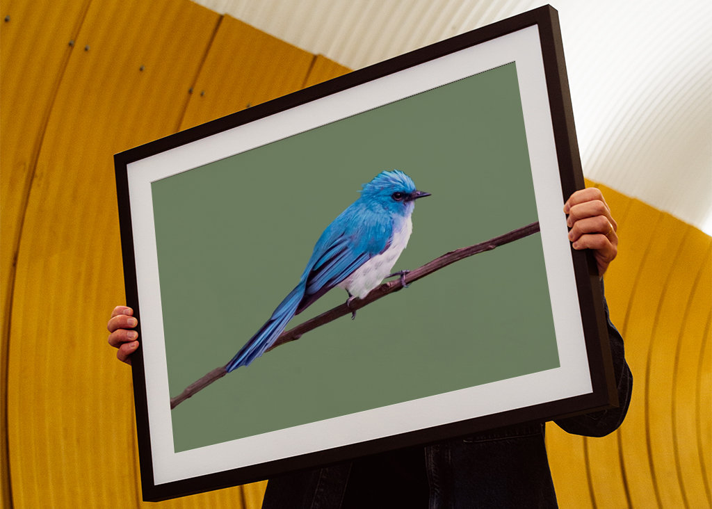 Tropikalny niebieski ptak 