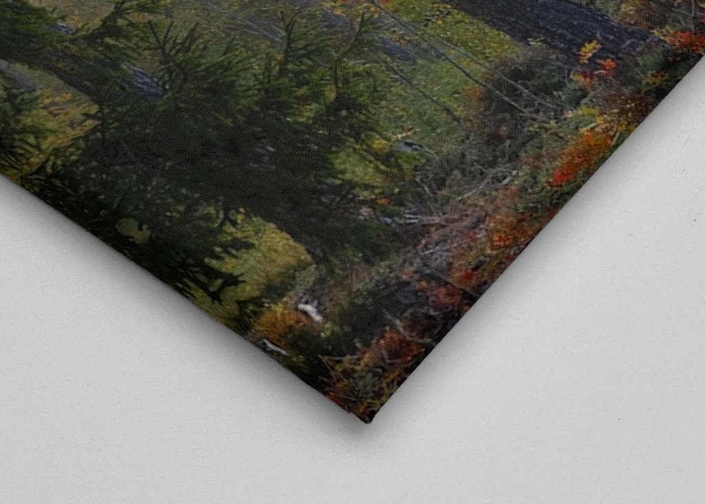 Autumn in the forest