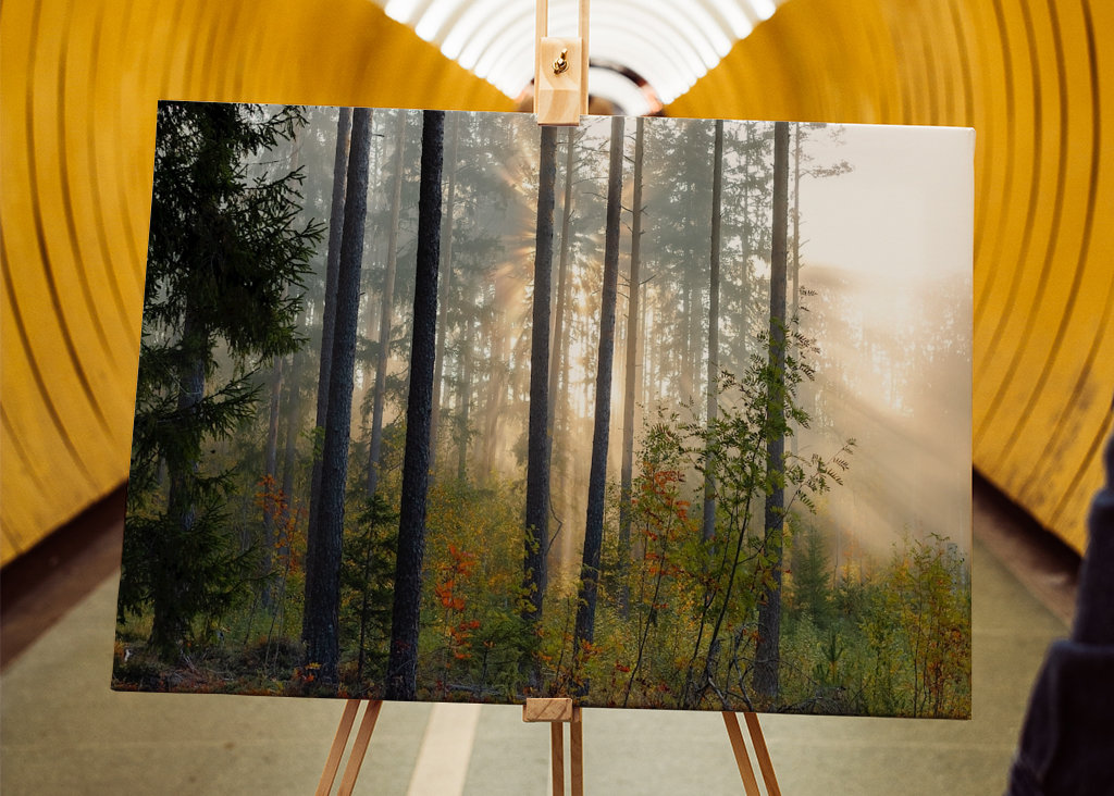 Autumn in the forest