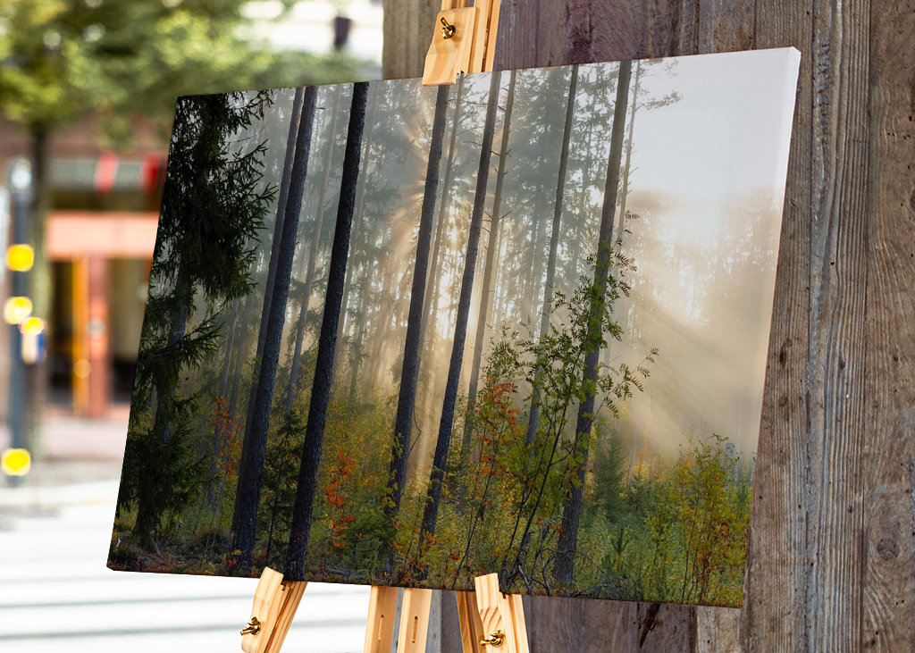 Autumn in the forest