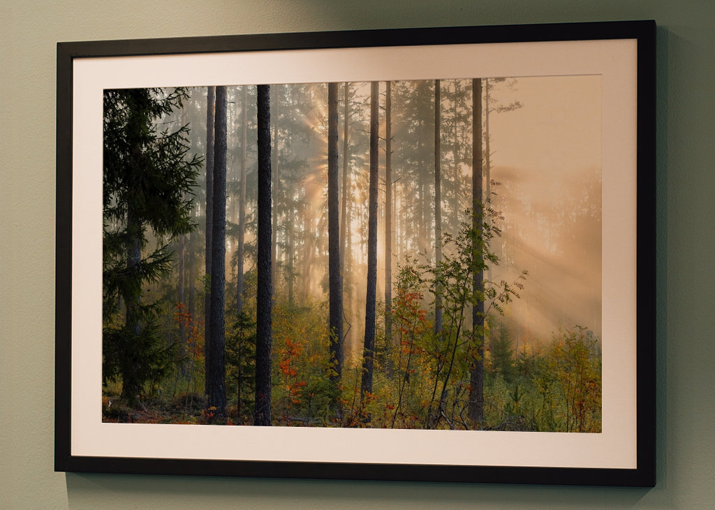 Autumn in the forest