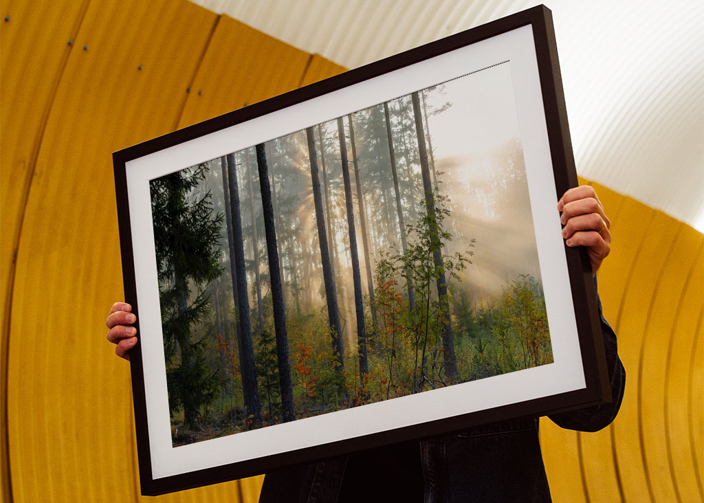 Autumn in the forest