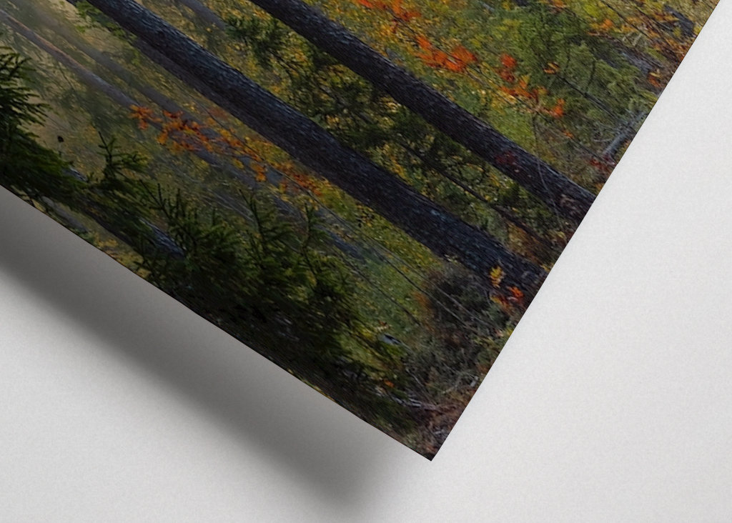 Autumn in the forest