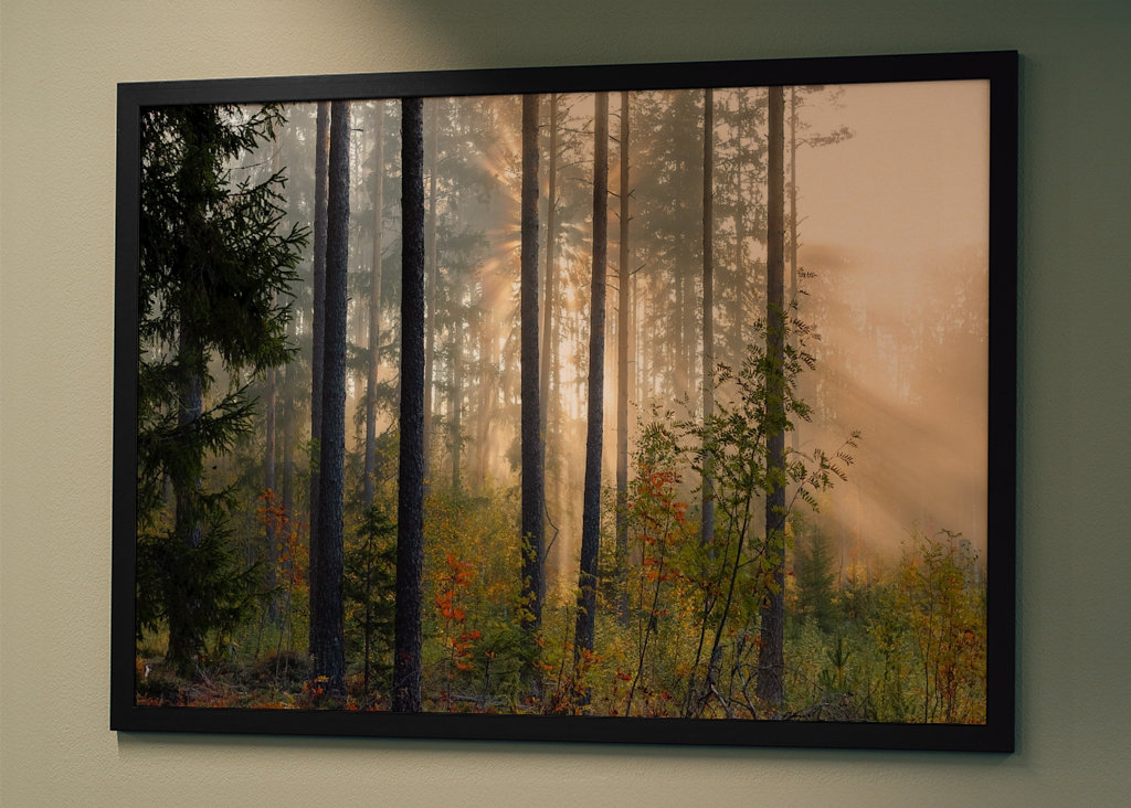 Autumn in the forest