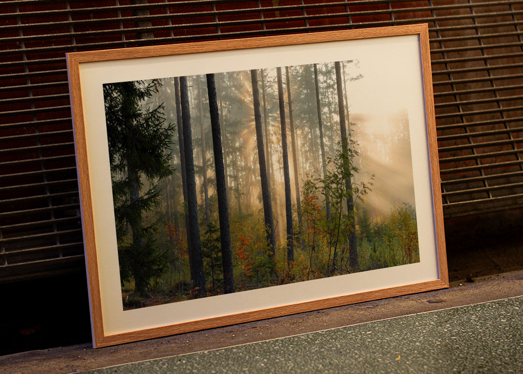 Autumn in the forest