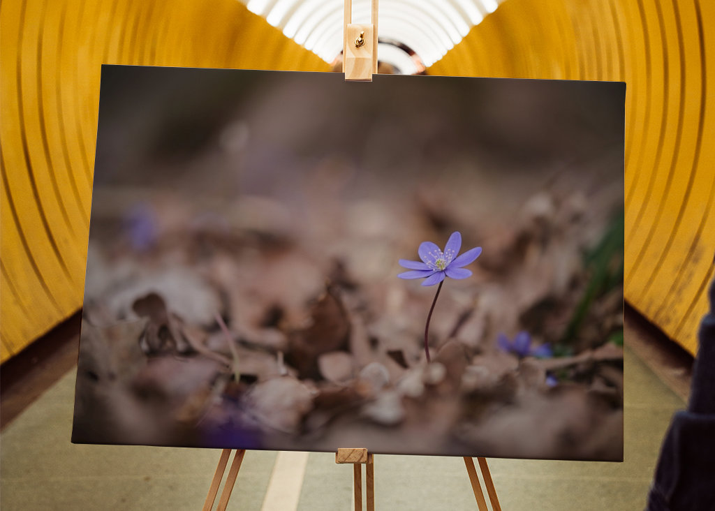 Modrá sasanka mezi listy