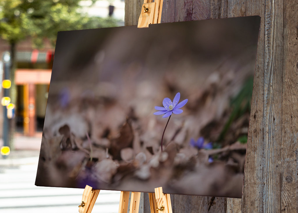 Modrá sasanka mezi listy