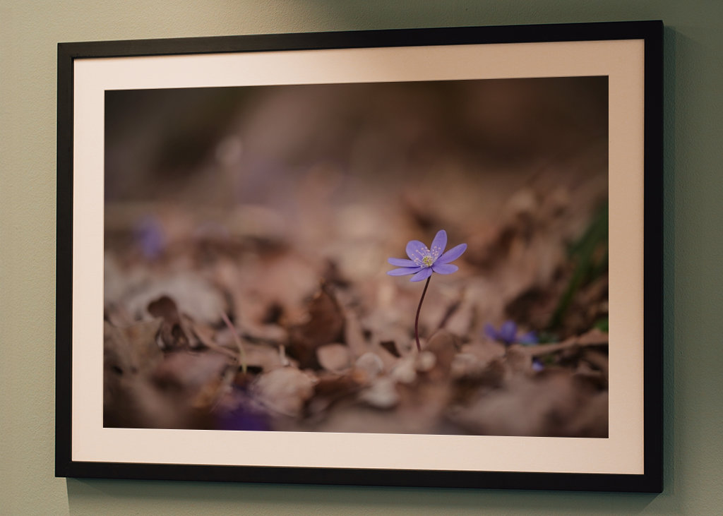 Modrá sasanka mezi listy