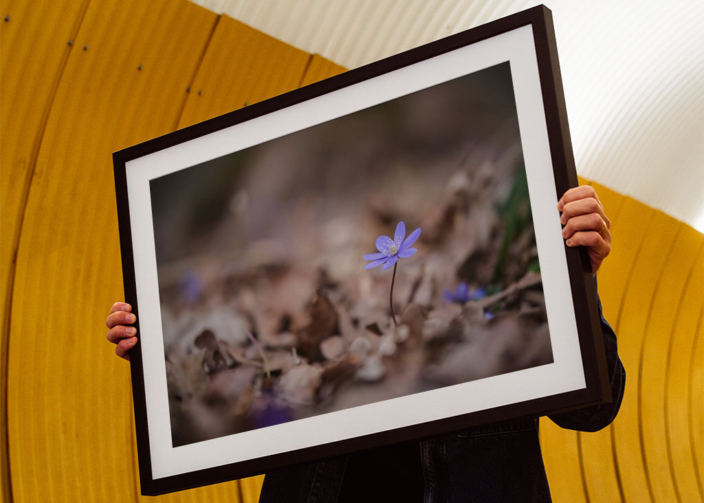 Modrá sasanka mezi listy