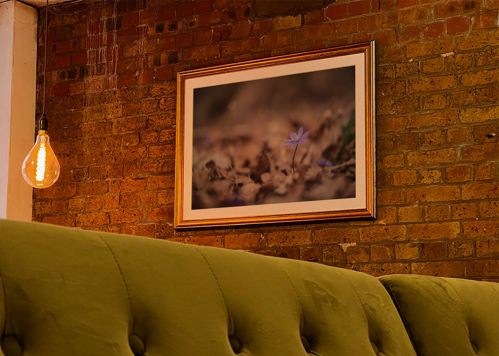 Modrá sasanka mezi listy