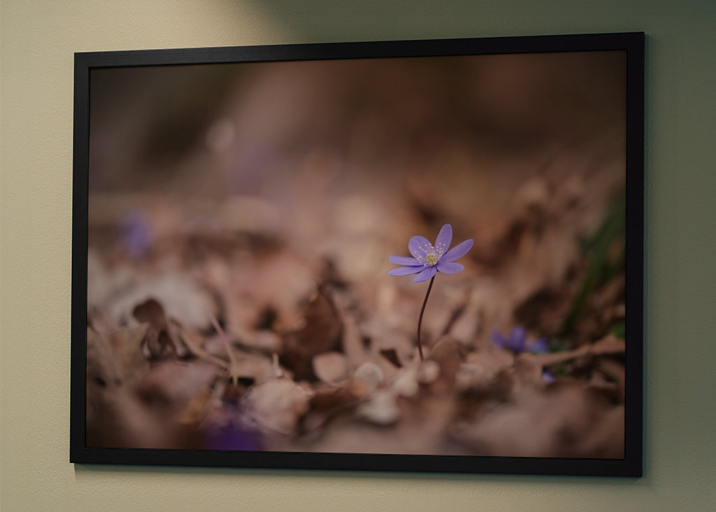 Modrá sasanka mezi listy