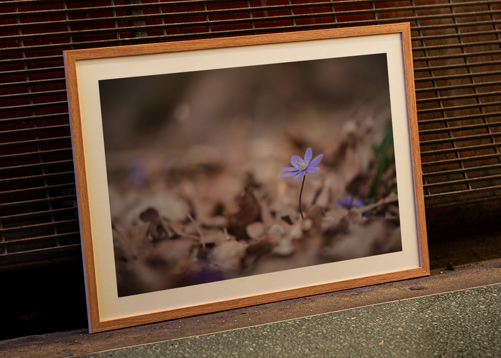 Modrá sasanka mezi listy