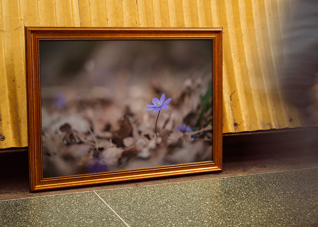 Modrá sasanka mezi listy