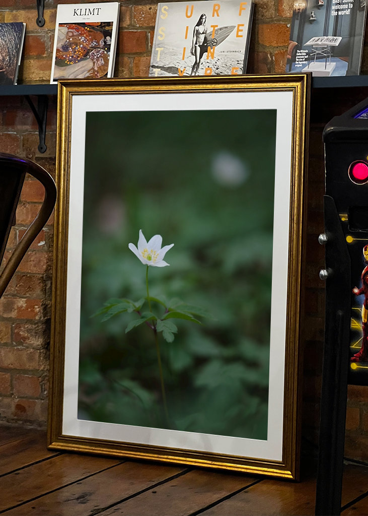 Anemone bianco tra le foglie