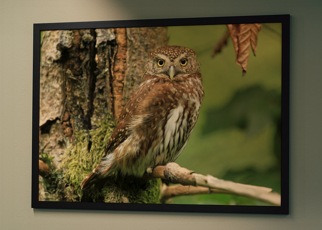 Pygmy Owl