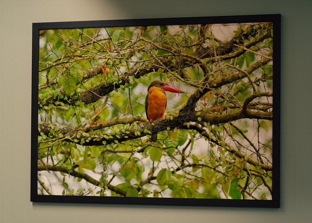 Hnízdo čapího zobáku