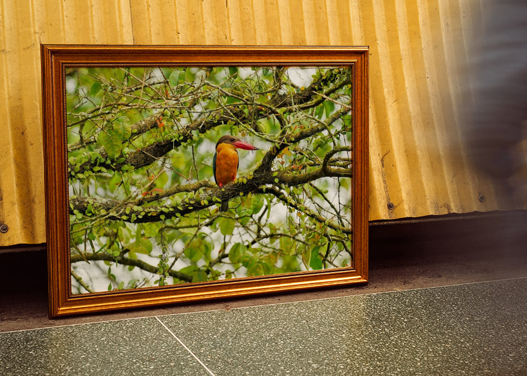 Hnízdo čapího zobáku