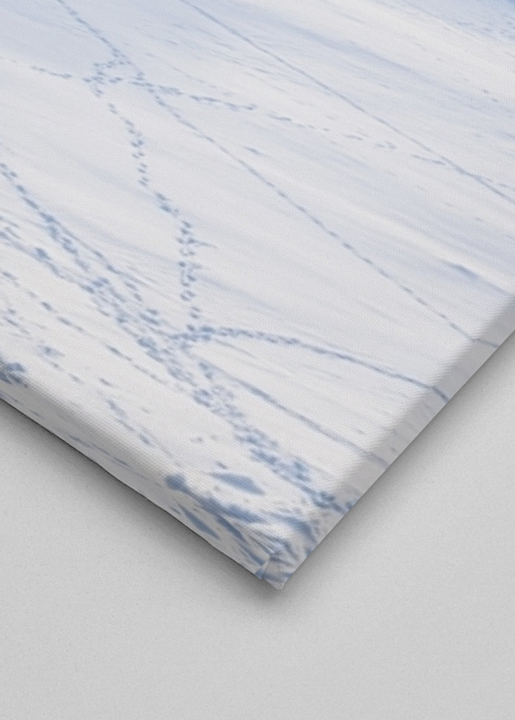 Rensdyr på de svenske fjelde i Åre