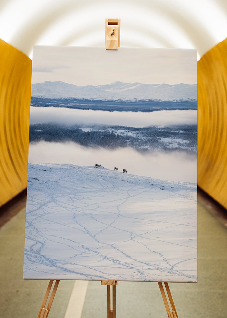 Rensdyr på de svenske fjelde i Åre