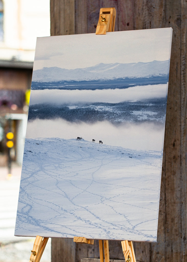 Rensdyr på de svenske fjelde i Åre