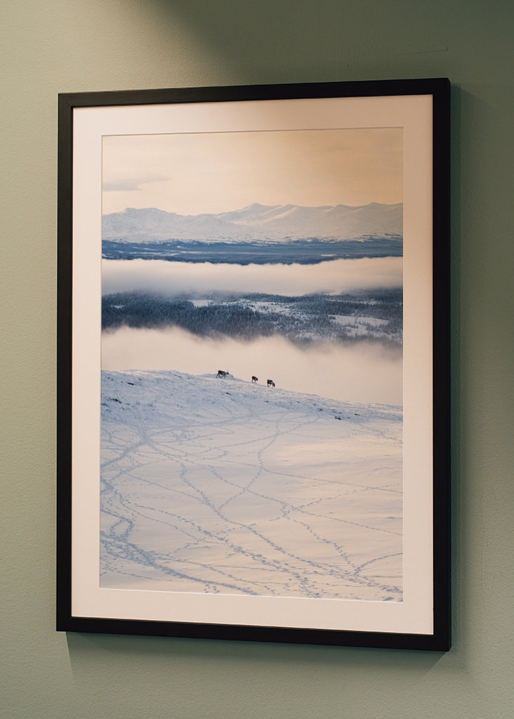 Rensdyr på de svenske fjelde i Åre