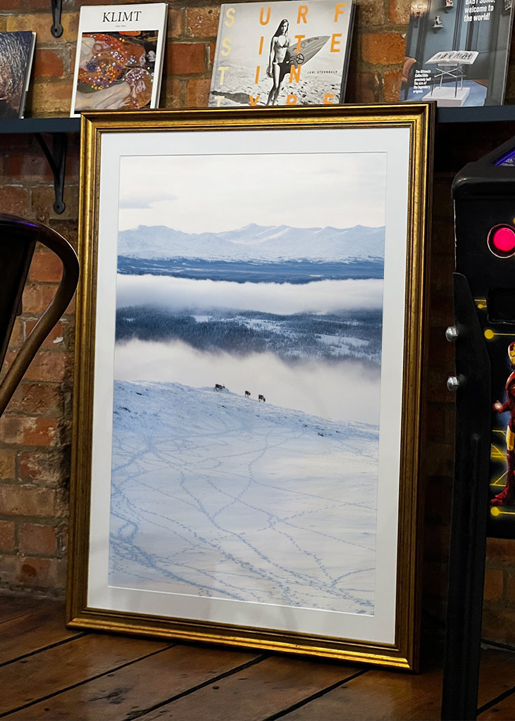 Rensdyr på de svenske fjelde i Åre