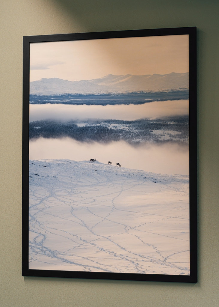 Rensdyr på de svenske fjelde i Åre