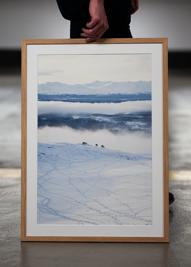 Rensdyr på de svenske fjelde i Åre