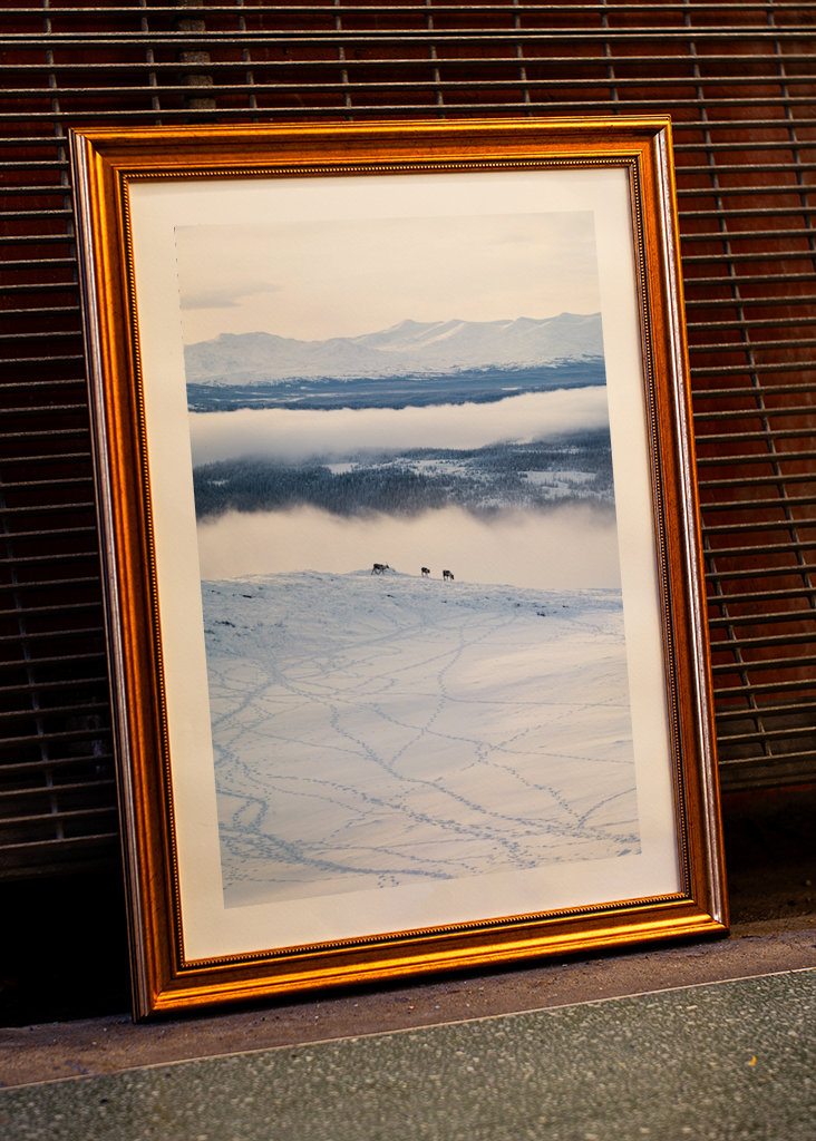 Rensdyr på de svenske fjelde i Åre