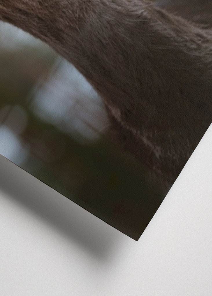 Reh Portrait im Wald