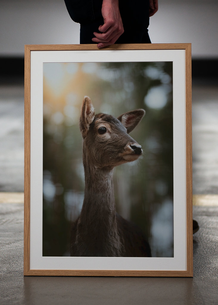 Reh Portrait im Wald