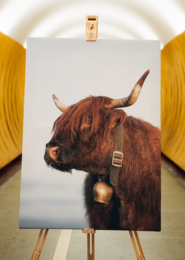 Highlander ko om sommeren