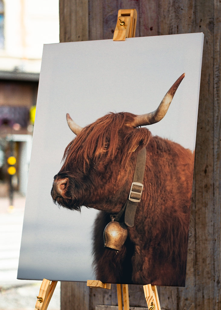 Highlander ko om sommeren