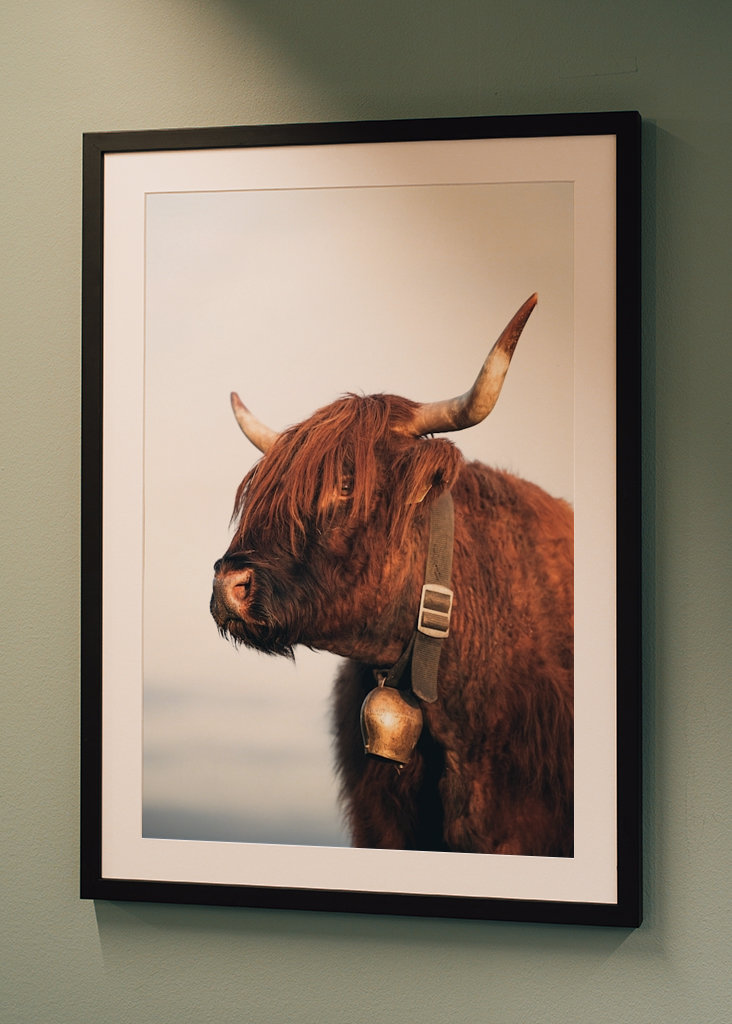 Highlander ko om sommeren