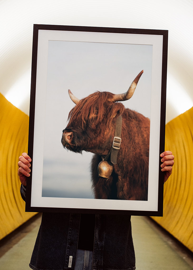 Highlander ko om sommeren