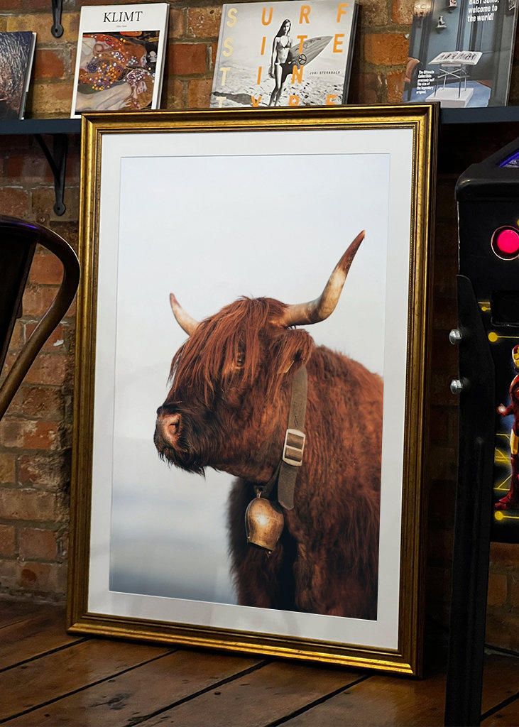 Highlander ko om sommeren