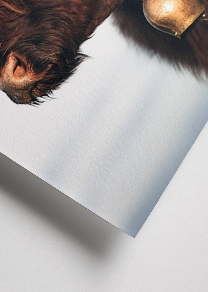 Highlander ko om sommeren