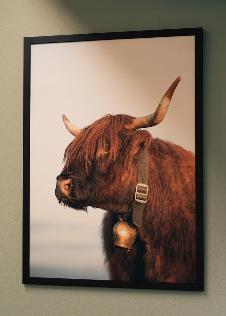 Highlander ko om sommeren