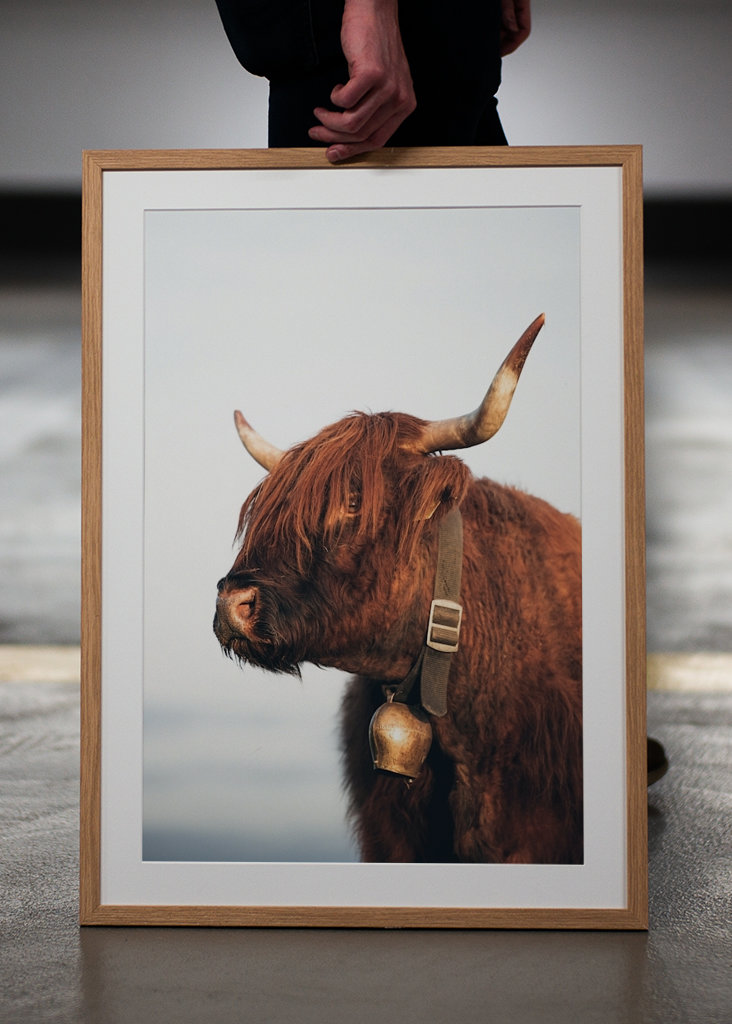 Highlander ko om sommeren