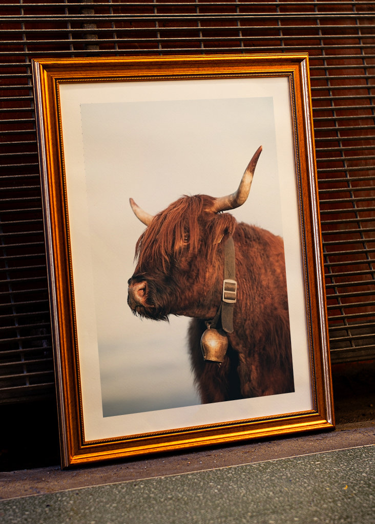 Highlander ko om sommeren