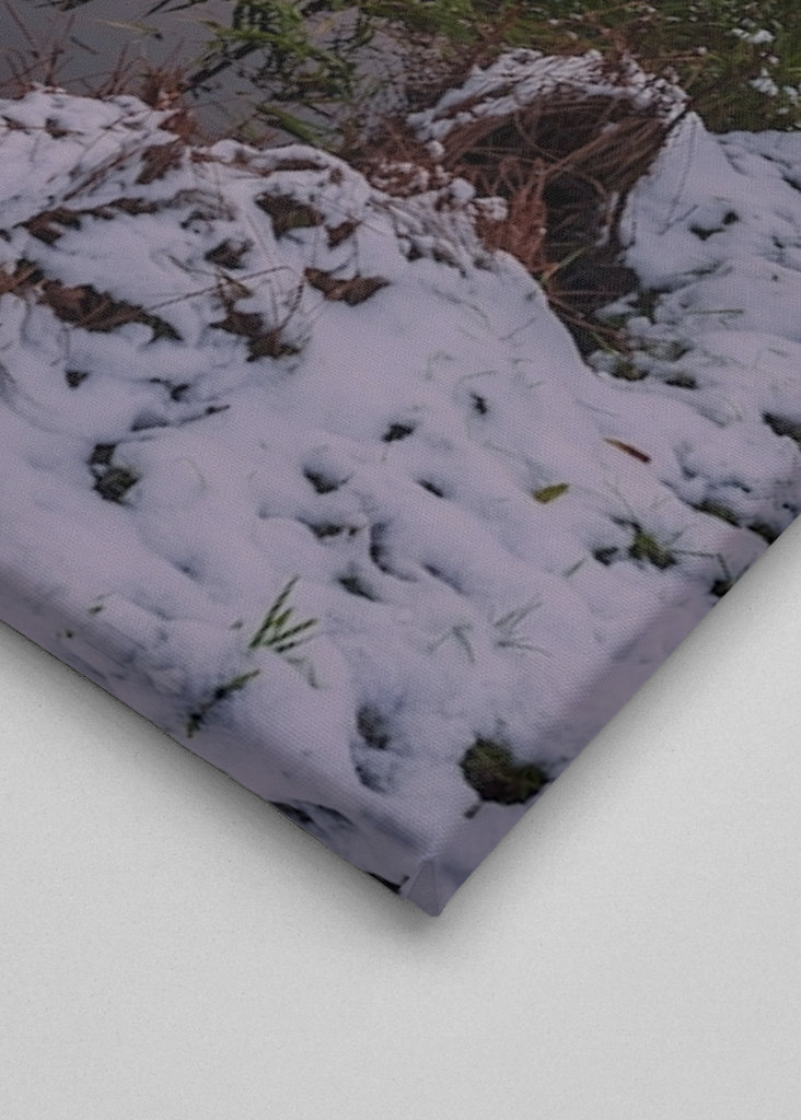 Winter morning at the river