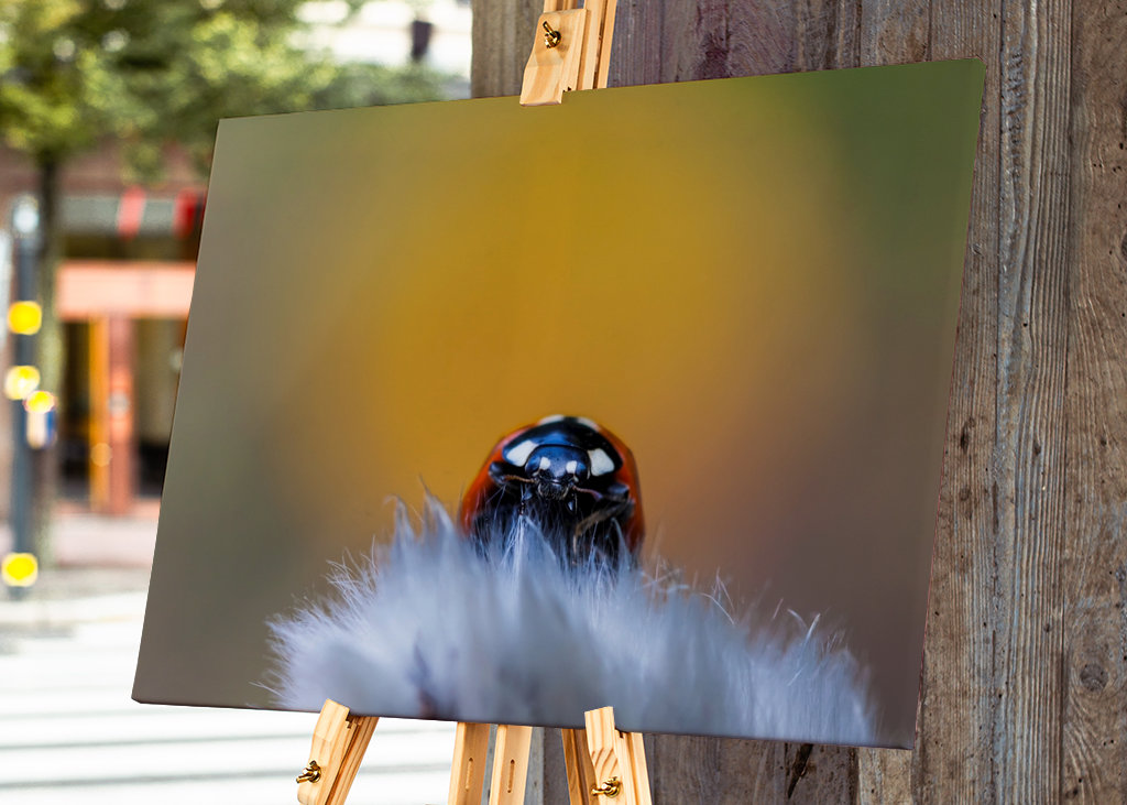 Keby som sa mohol rozhodnúť!