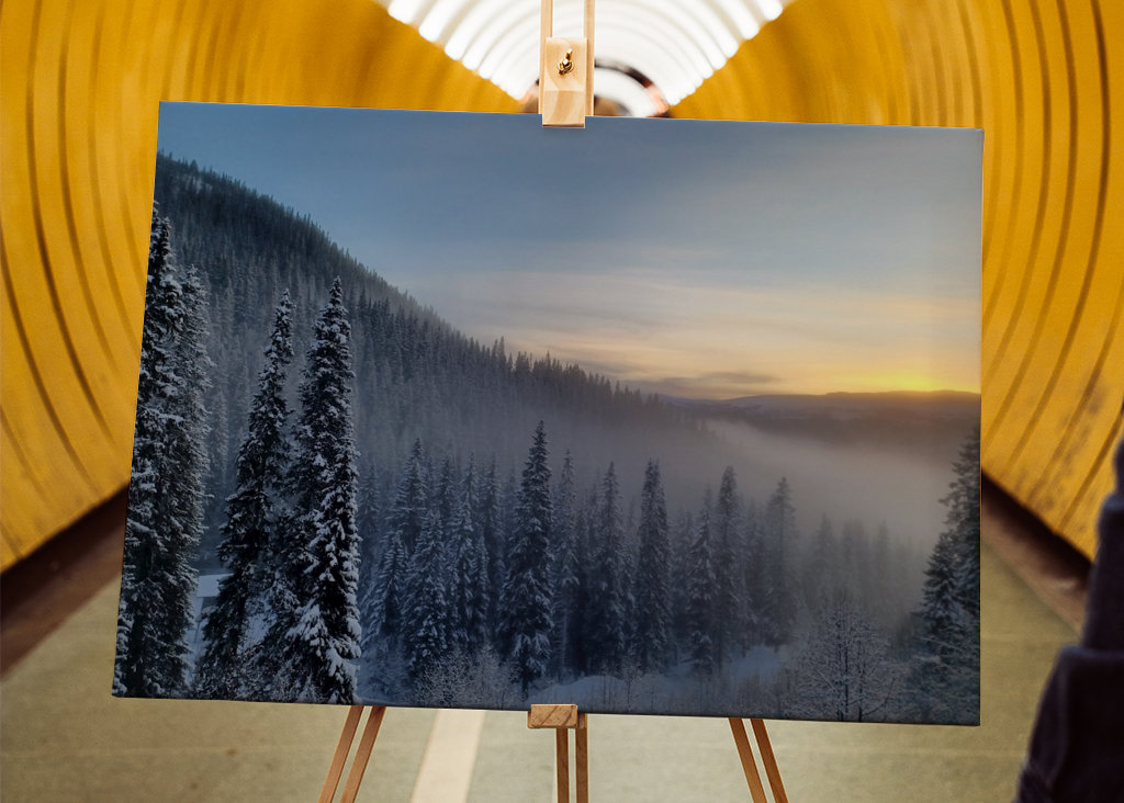 Foggy trees in sunset 