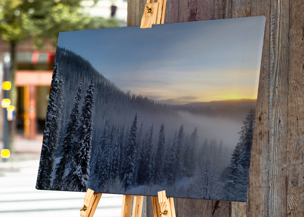 Foggy trees in sunset 