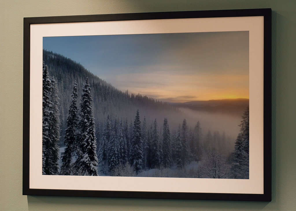 Foggy trees in sunset 