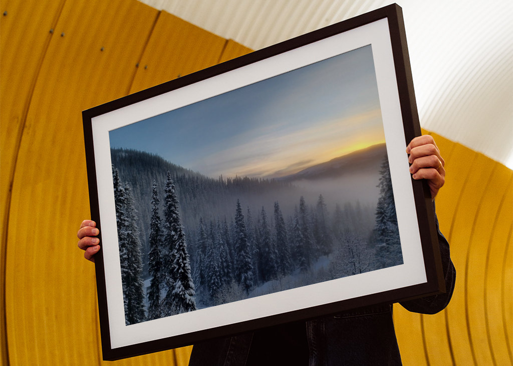 Foggy trees in sunset 