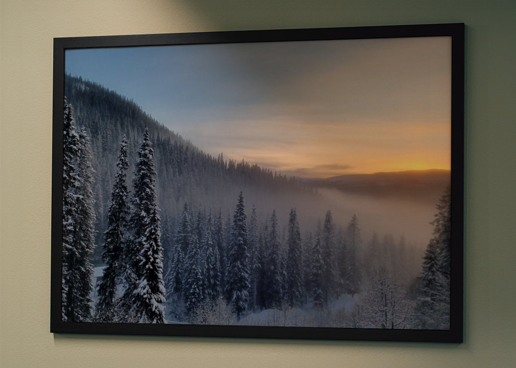 Foggy trees in sunset 